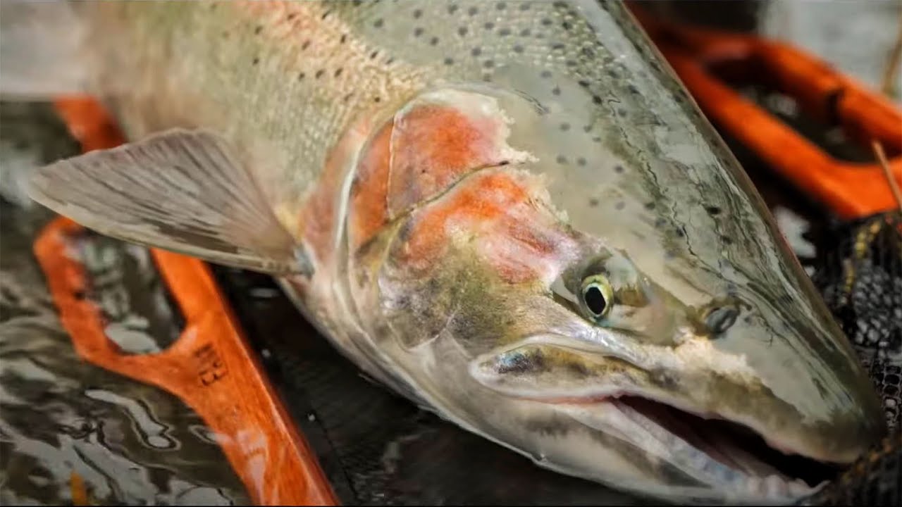 WINTER STEELHEAD Fishing. His BIGGEST Of The Year! - Fisher.City